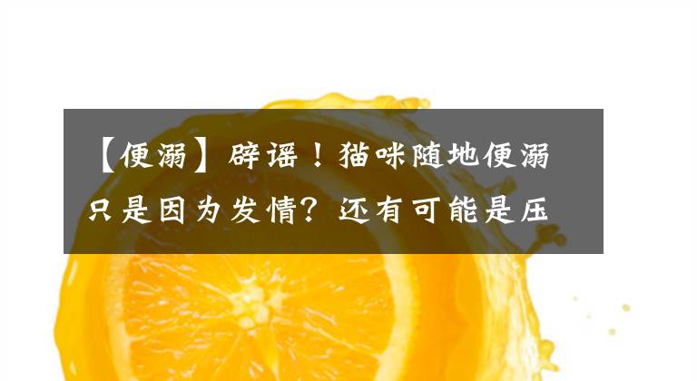 【便溺】辟谣！猫咪随地便溺只是因为发情？还有可能是压力过大引起的