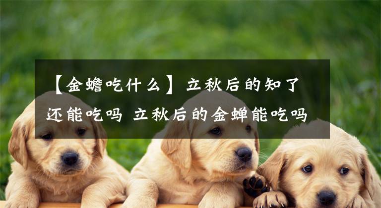 【金蟾吃什么】立秋后的知了还能吃吗 立秋后的金蝉能吃吗