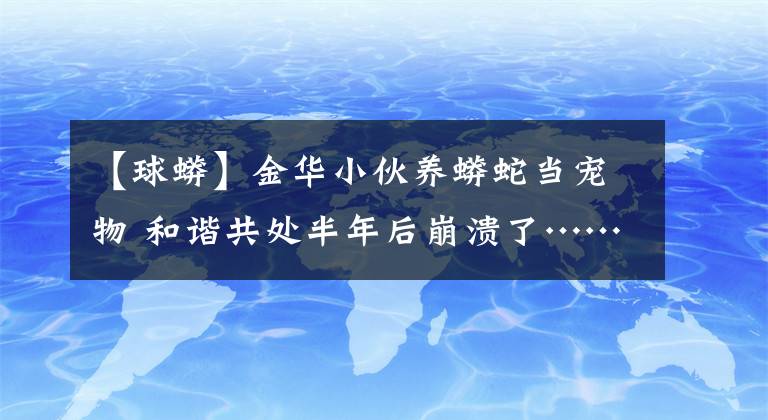 【球蟒】金华小伙养蟒蛇当宠物 和谐共处半年后崩溃了……