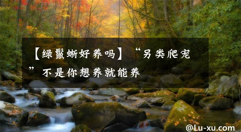 【绿鬣蜥好养吗】“另类爬宠”不是你想养就能养