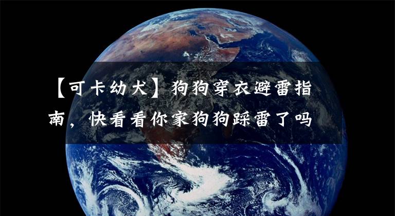 【可卡幼犬】狗狗穿衣避雷指南，快看看你家狗狗踩雷了吗