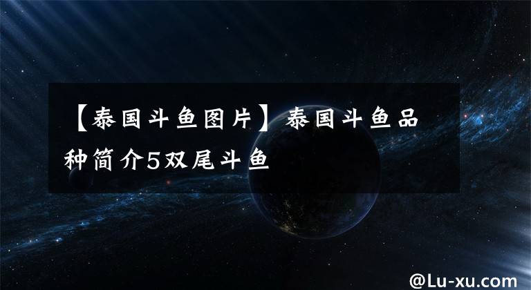 【泰国斗鱼图片】泰国斗鱼品种简介5双尾斗鱼