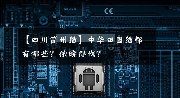 【四川简州猫】中华田园猫都有哪些？侬晓得伐？