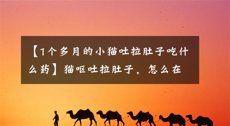 【1个多月的小猫吐拉肚子吃什么药】猫呕吐拉肚子，怎么在家治疗？