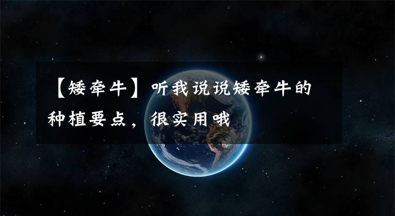 【矮牵牛】听我说说矮牵牛的种植要点，很实用哦