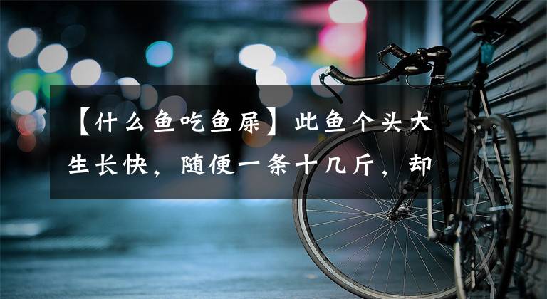 【什么鱼吃鱼屎】此鱼个头大生长快，随便一条十几斤，却喜食粪便，如今沦为低档鱼