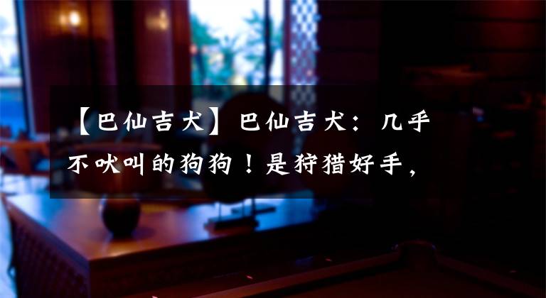 【巴仙吉犬】巴仙吉犬：几乎不吠叫的狗狗！是狩猎好手，也是受欢迎的家庭犬