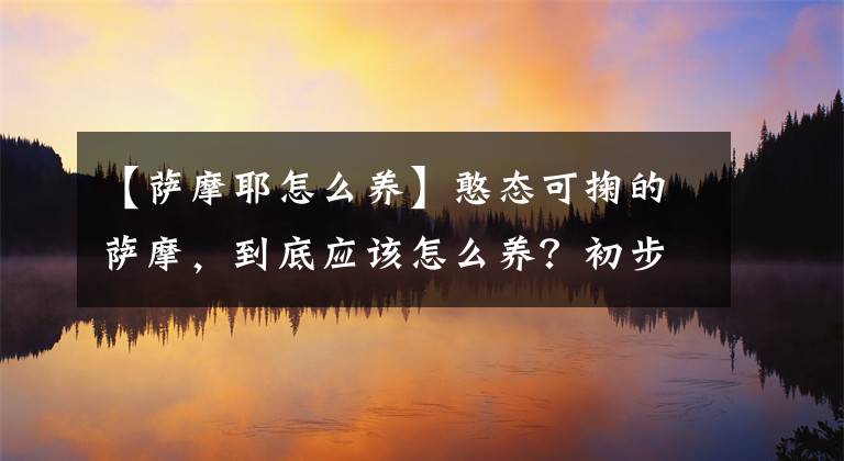 【萨摩耶怎么养】憨态可掬的萨摩，到底应该怎么养？初步判断一条萨摩是否好养