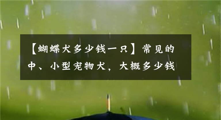 【蝴蝶犬多少钱一只】常见的中、小型宠物犬，大概多少钱一只？