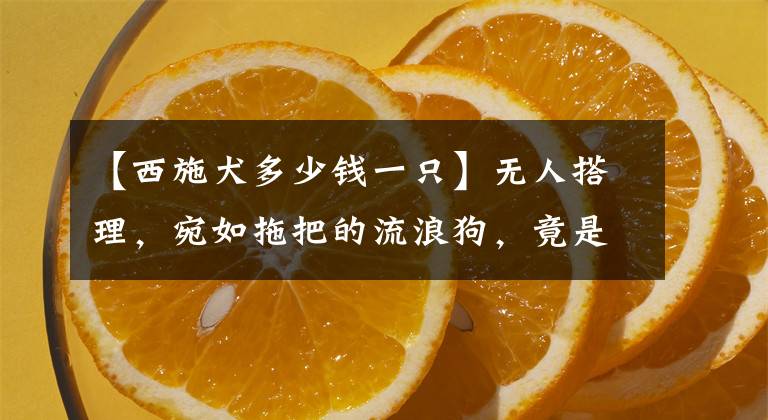 【西施犬多少钱一只】无人搭理，宛如拖把的流浪狗，竟是名贵品种犬，被收养后颜值逆袭