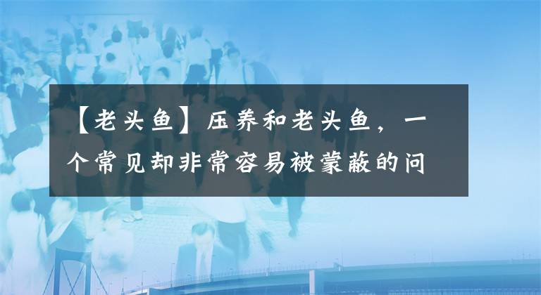 【老头鱼】压养和老头鱼，一个常见却非常容易被蒙蔽的问题