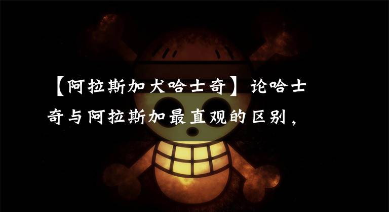 【阿拉斯加犬哈士奇】论哈士奇与阿拉斯加最直观的区别，没有对比就没有伤害