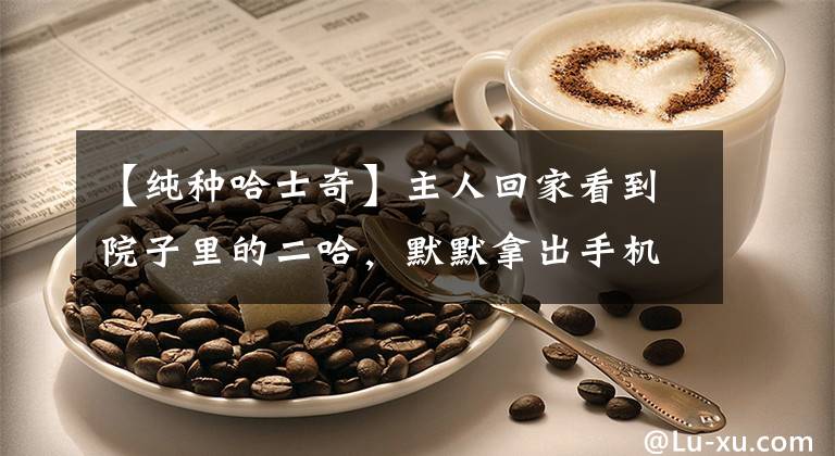 【纯种哈士奇】主人回家看到院子里的二哈，默默拿出手机：这绝对是纯种哈士奇！