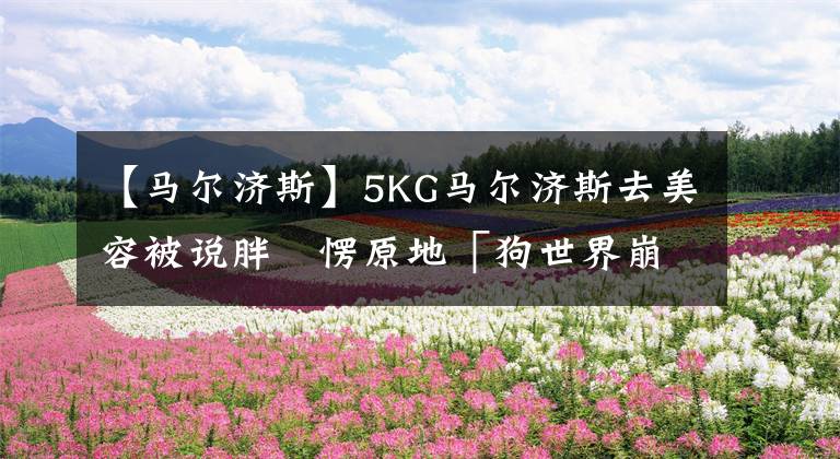 【马尔济斯】5KG马尔济斯去美容被说胖　愣原地「狗世界崩塌」：你才圆滚滚
