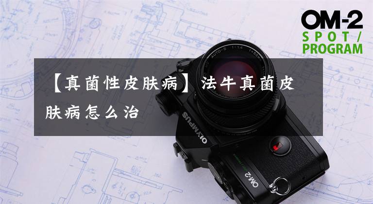 【真菌性皮肤病】法牛真菌皮肤病怎么治