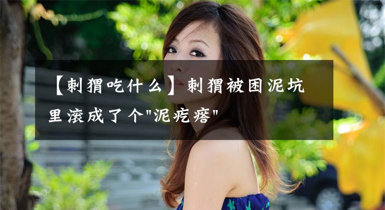 【刺猬吃什么】刺猬被困泥坑里滚成了个"泥疙瘩"，最绝望的时候，幸好遇见他们