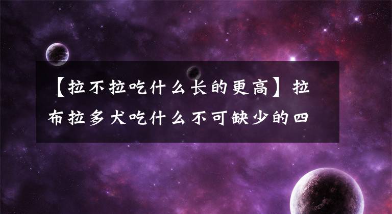 【拉不拉吃什么长的更高】拉布拉多犬吃什么不可缺少的四大食品？
