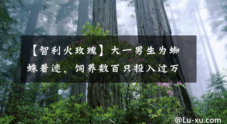 【智利火玫瑰】大一男生为蜘蛛着迷，饲养数百只投入过万元