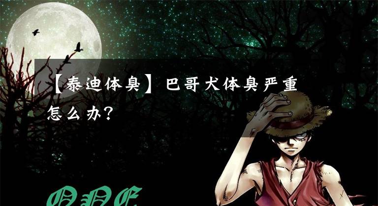 【泰迪体臭】巴哥犬体臭严重怎么办？