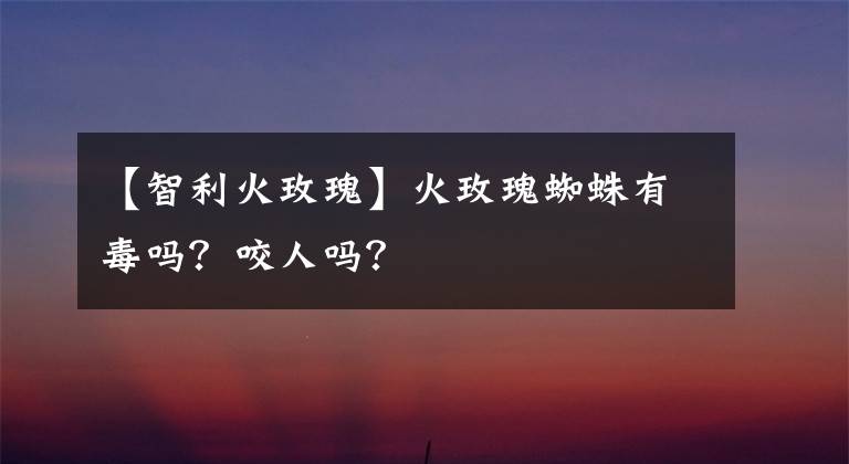 【智利火玫瑰】火玫瑰蜘蛛有毒吗？咬人吗？