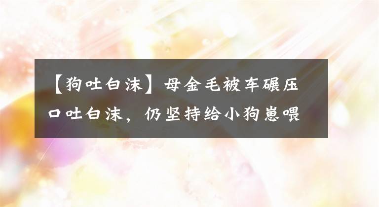 【狗吐白沫】母金毛被车碾压口吐白沫，仍坚持给小狗崽喂奶后死去，令人悲痛