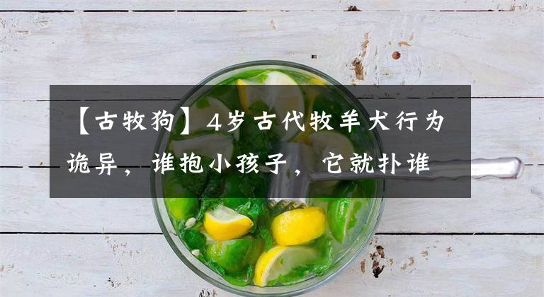 【古牧狗】4岁古代牧羊犬行为诡异，谁抱小孩子，它就扑谁