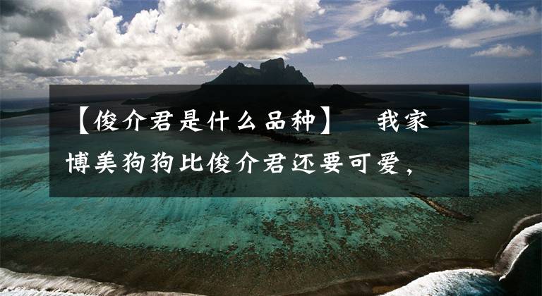【俊介君是什么品种】​我家博美狗狗比俊介君还要可爱，而且我可没整容哦