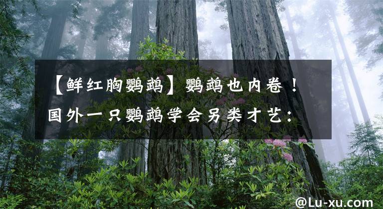 【鲜红胸鹦鹉】鹦鹉也内卷！国外一只鹦鹉学会另类才艺：模仿iphone手机铃声