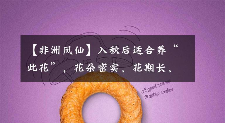 【非洲凤仙】入秋后适合养“此花”，花朵密实，花期长，养一盆看花200天