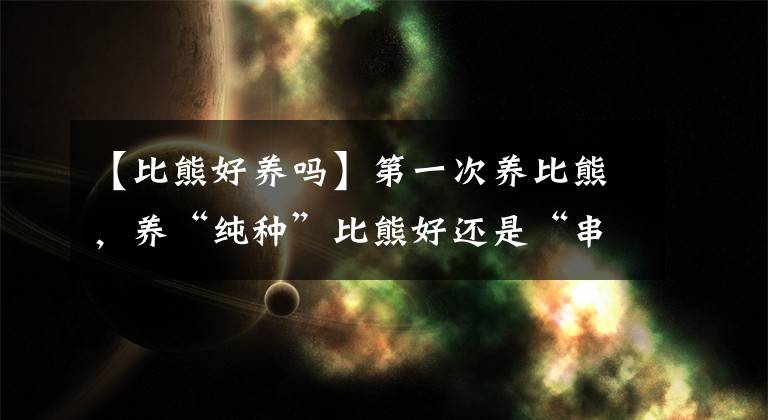 【比熊好养吗】第一次养比熊，养“纯种”比熊好还是“串串”比熊好？