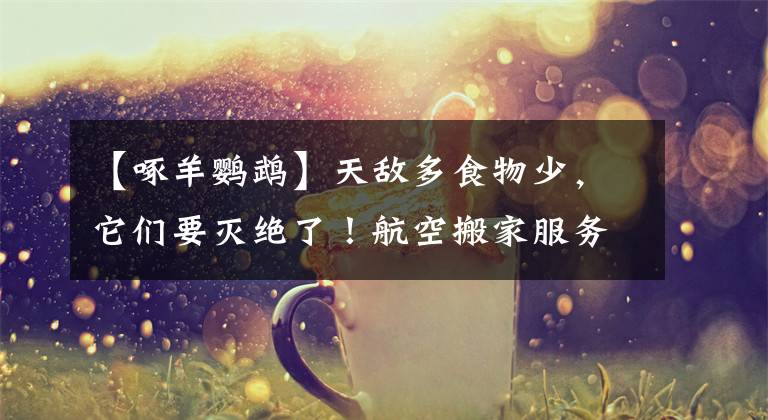 【啄羊鹦鹉】天敌多食物少，它们要灭绝了！航空搬家服务了解一下？
