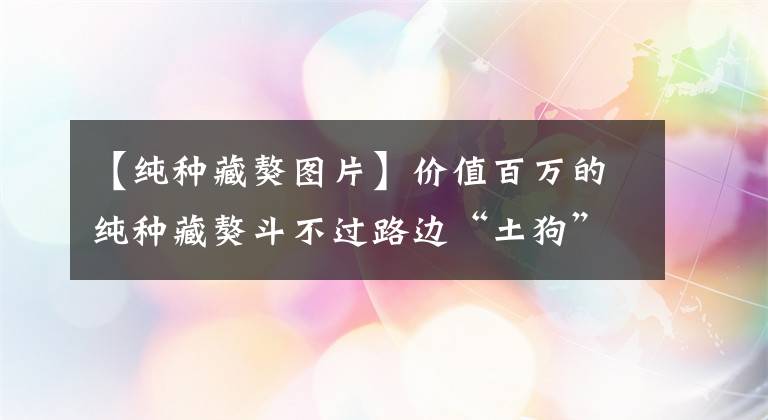 【纯种藏獒图片】价值百万的纯种藏獒斗不过路边“土狗”，结尾亮了