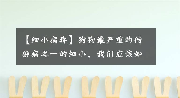 【细小病毒】狗狗最严重的传染病之一的细小，我们应该如何应对？