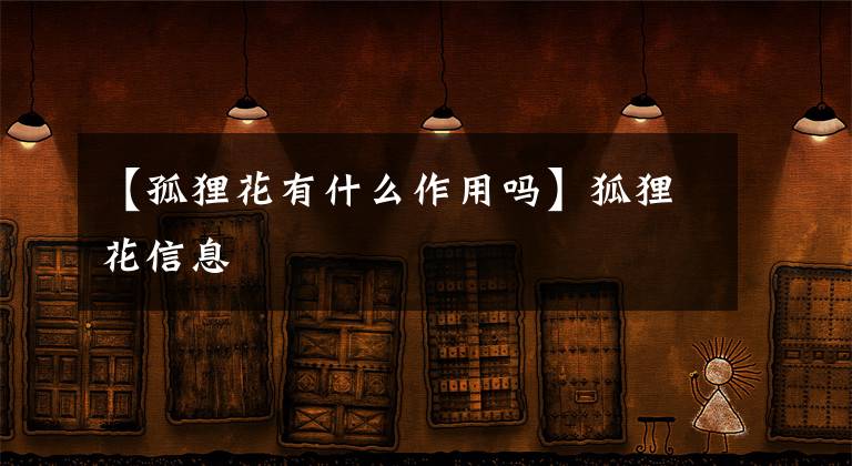 【孤狸花有什么作用吗】狐狸花信息