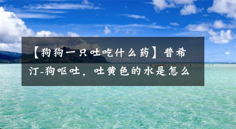 【狗狗一只吐吃什么药】普希汀-狗呕吐，吐黄色的水是怎么回事？