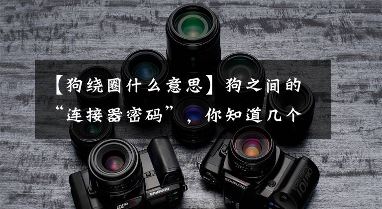 【狗绕圈什么意思】狗之间的“连接器密码”，你知道几个？网民：我服从了