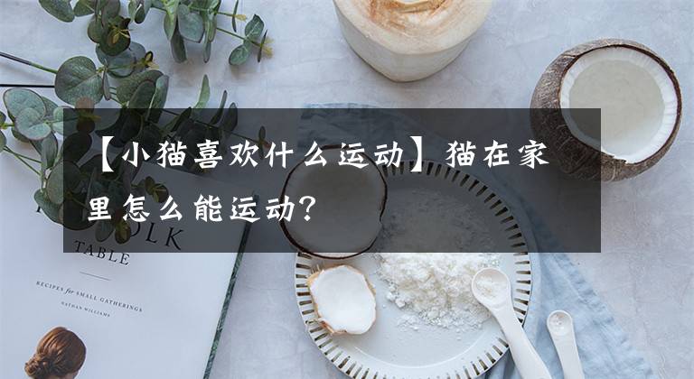 【小猫喜欢什么运动】猫在家里怎么能运动？