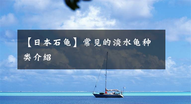 【日本石龟】常见的淡水龟种类介绍