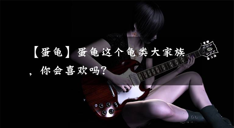 【蛋龟】蛋龟这个龟类大家族，你会喜欢吗？