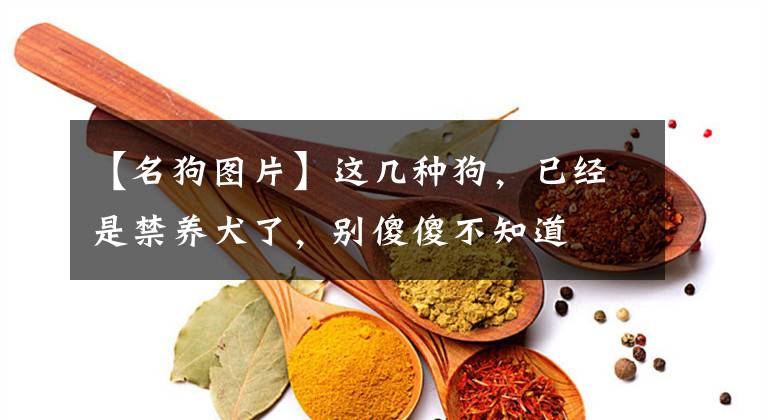 【名狗图片】这几种狗，已经是禁养犬了，别傻傻不知道