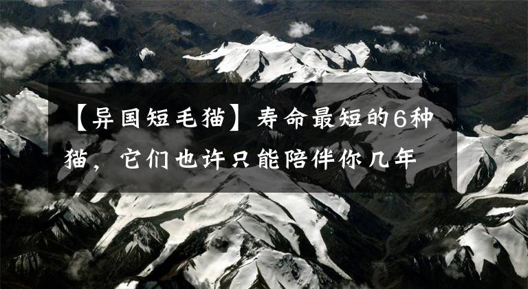 【异国短毛猫】寿命最短的6种猫，它们也许只能陪伴你几年