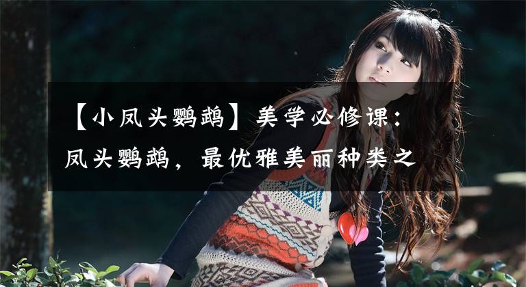 【小凤头鹦鹉】美学必修课：凤头鹦鹉，最优雅美丽种类之一