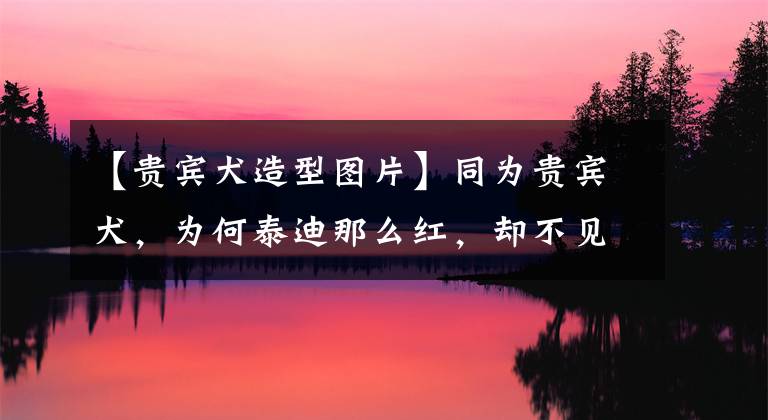 【贵宾犬造型图片】同为贵宾犬，为何泰迪那么红，却不见巨贵身影？