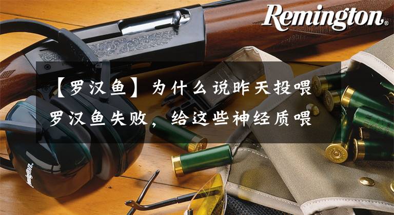 【罗汉鱼】为什么说昨天投喂罗汉鱼失败，给这些神经质喂食需要注意什么？
