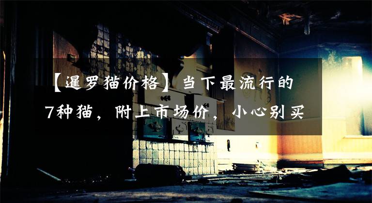 【暹罗猫价格】当下最流行的7种猫，附上市场价，小心别买贵了