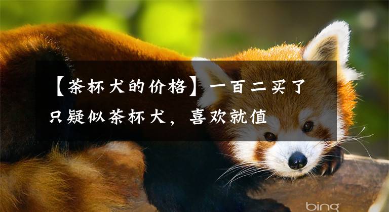 【茶杯犬的价格】一百二买了只疑似茶杯犬，喜欢就值
