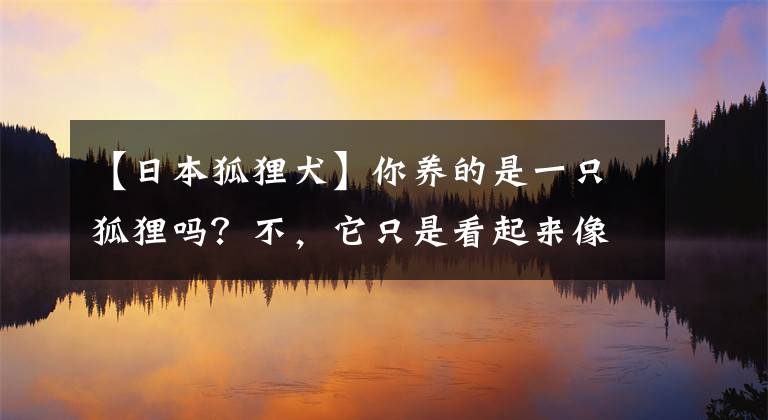 【日本狐狸犬】你养的是一只狐狸吗？不，它只是看起来像狐狸，其实是一只银狐犬