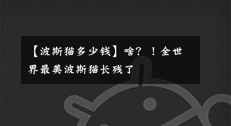 【波斯猫多少钱】啥？！全世界最美波斯猫长残了