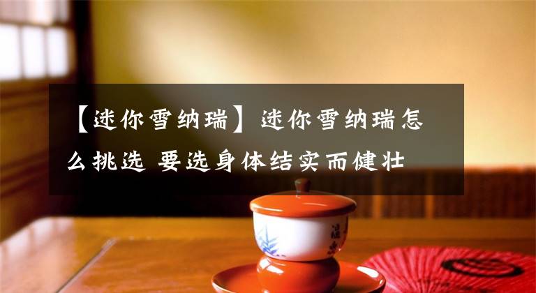 【迷你雪纳瑞】迷你雪纳瑞怎么挑选 要选身体结实而健壮