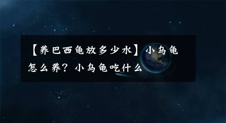 【养巴西龟放多少水】小乌龟怎么养？小乌龟吃什么